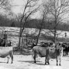 [Unknown man on a horse with Madison College's jersey cows]