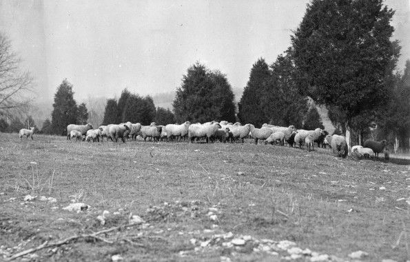 Sheep grazing near Madison Sanitarium