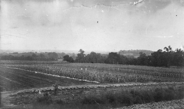 Corn Fields at Madison College
